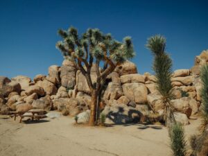 planning a trip to joshua tree