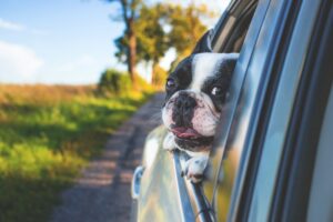 Dog in car window 