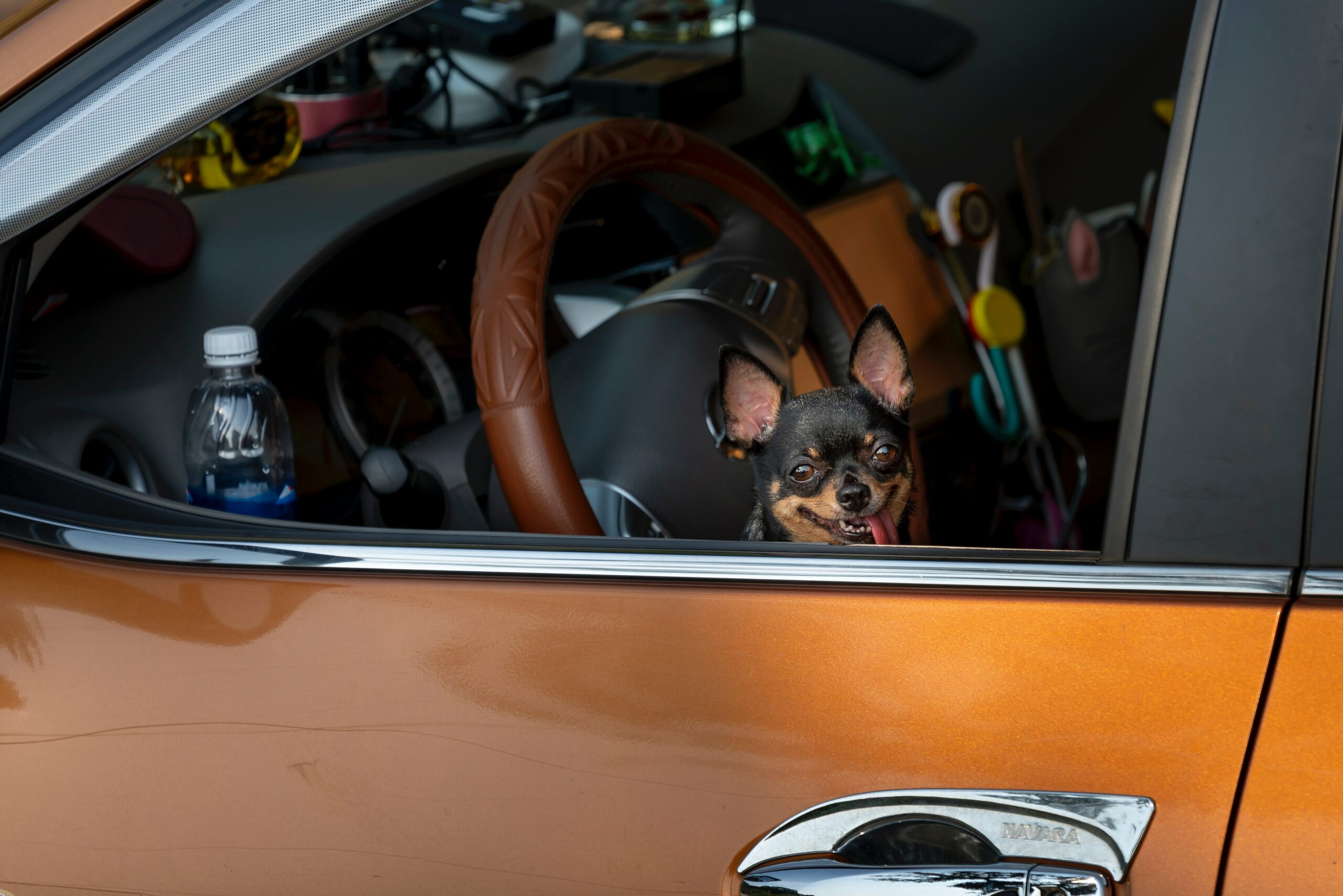Best pet-friendly cars of 2022